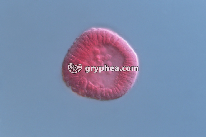 Oursin - Embryon stade Blastula x160  - gryphea.com